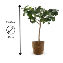 ATTITUDE JARDIN - Citronnier vert avec panier en jonc de mer - lime de Tahiti - agrume méditerranéen - arbre fruitier - ↕ 75-85 cm - ⌀ 25 cm