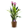 ATTITUDE JARDIN - Curcuma alismatifolia avec panier en jonc de mer - curcuma d'ornement - ↕ 70-80 cm - ⌀ 16 cm - plante d'intérieur