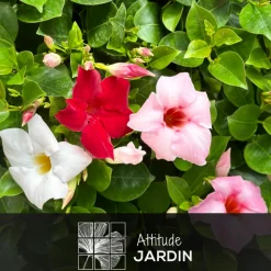 ATTITUDE JARDIN - Dipladenia - plante fleurie - ↕ 20-30 cm - ⌀ 10,5 cm - plante d'intérieur & extérieur - fleur rose