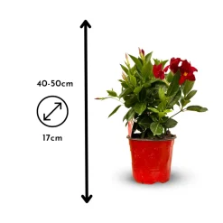 ATTITUDE JARDIN - Dipladenia touffe - plante fleurie - ↕ 40-50 cm - ⌀ 17 cm - plante d'intérieur & extérieur - fleur rouge