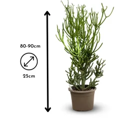 ATTITUDE JARDIN - Euphorbia tirucalli - plante crayon - ↕ 80-90 cm - ⌀ 25 cm - cactus et plantes grasses