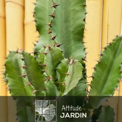 ATTITUDE JARDIN - Euphorbia eritrea avec panier en jonc de mer - cowboy cactus - ↕ 90-100 cm - ⌀ 21 cm - cactus et plantes grasses