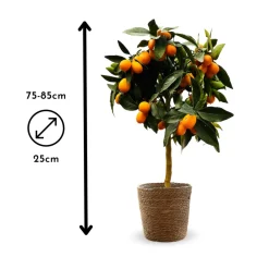 ATTITUDE JARDIN - Kumquat avec panier en jonc de mer - agrume méditerranéen - arbre fruitier - ↕ 75-85 cm - ⌀ 25 cm