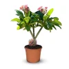ATTITUDE JARDIN - Plumeria rubra frangipanier - plante fleurie - ↕ 80-90 cm - ⌀ 26 cm - plante d'intérieur & extérieur - fleur rose