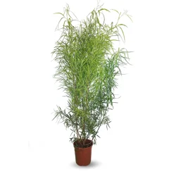 ATTITUDE JARDIN - Rhus viminalis - faux bambou - ↕ 100-110 cm - ⌀ 24 cm - plante d'extérieur