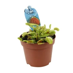 Attrape-mouches : Ø12cm, pot