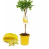 Averrhoa carambola (carambolier) - 70/100 cm