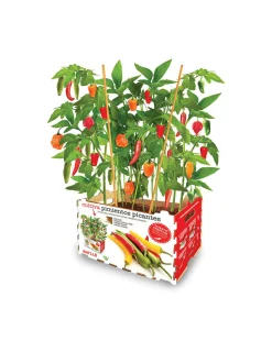BATLLE - Coffret batlle piments épicés