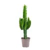 BEIJA-FLORES - Cactus / euphorbia 50/100cm