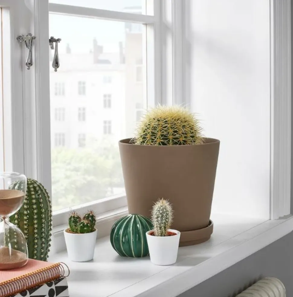 BEIJA-FLORES - Cactus mélange de 5 pots h-7/15cm