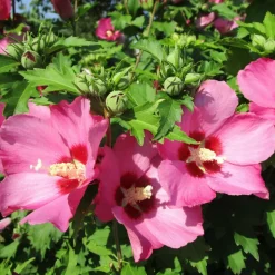 BEIJA-FLORES - Hibiscus en pot / hauteur livrée-40/80 cm