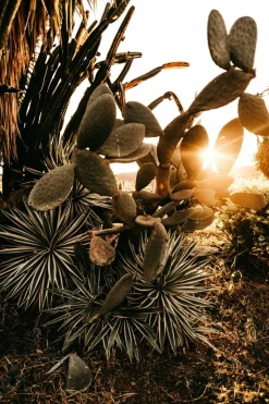 BEIJA-FLORES - Opuntia figuier de barbarie h-40/60 cm