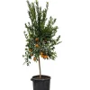 BEIJA-FLORES - Oranger new hall xl h-110/130 cm