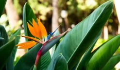 BEIJA-FLORES - Strelitzia reginae - oiseau de paradis h-40/60cm