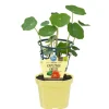 BIOLAND - Capucine de qualité bio - tropaeolum majus - plante aromatique en pot de 12cm