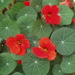 BIOLAND - Capucine de qualité bio - tropaeolum majus - plante aromatique en pot de 12cm
