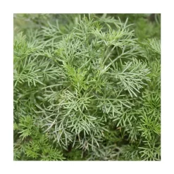 BIOLAND - Duo d'herbes pour limonade - 1x herbe à cola et 1x herbe à limonade en qualité bio - 2 plantes aromatiques en pot de 12cm