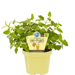 BIOLAND - Duo d'herbes pour limonade - 1x herbe à cola et 1x herbe à limonade en qualité bio - 2 plantes aromatiques en pot de 12cm