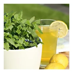 BIOLAND - Duo d'herbes pour limonade - 1x herbe à cola et 1x herbe à limonade en qualité bio - 2 plantes aromatiques en pot de 12cm
