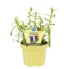 BIOLAND - Estragon français de qualité bio - artemisia dracunculus - plante aromatique en pot de 12cm