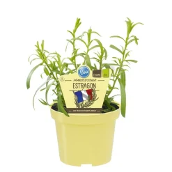 BIOLAND - Estragon français de qualité bio - artemisia dracunculus - plante aromatique en pot de 12cm