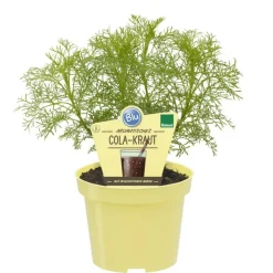 BIOLAND - Herbe à cola qualité bio - artemisia abrotanum var. Maritima - plante aromatique en pot de 12cm
