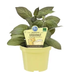 BIOLAND - Herbe à fromage de qualité bio - paederia lanuginosa - plante aromatique en pot de 12cm