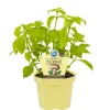BIOLAND - Herbe aux champignons en qualité bio - rungia klossii - plante aromatique en pot de 12cm