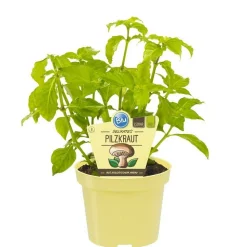 BIOLAND - Herbe aux champignons en qualité bio - rungia klossii - plante aromatique en pot de 12cm