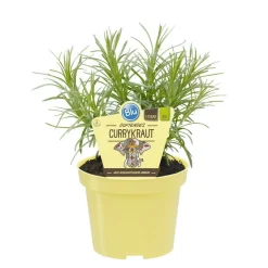 BIOLAND - Herbe de curry de qualité bio - helichrysum angustifolia - plante aromatique en pot de 12cm