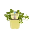 BIOLAND - Herbe d'immortalité - en qualité bio - gynostemma pentaphyllum - plante aromatique en pot de 12cm