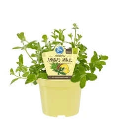 BIOLAND - Menthe ananas bio - mentha suaveolens variegata - plante aromatique en pot de 12cm
