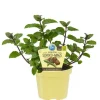 BIOLAND - Menthe chocolat de qualité bio - mentha x piperita - plante aromatique en pot de 12cm