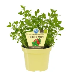 BIOLAND - Menthe fraise qualité bio - mentha species - plante aromatique en pot de 12cm