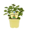 BIOLAND - Menthe mandarine bio - mentha x piperita - plante aromatique en pot de 12cm