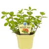 BIOLAND - Menthe pamplemousse en qualité bio - mentha suaveolens x piperita - plante aromatique en pot de 12cm