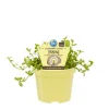 BIOLAND - Mémoire brahmi de qualité bio - bacopa monnieri - plante aromatique en pot de 12cm