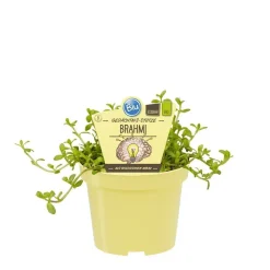 BIOLAND - Mémoire brahmi de qualité bio - bacopa monnieri - plante aromatique en pot de 12cm