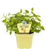 BIOLAND - Plante à limonade - agastache mexicana - plante aromatique en pot de 12cm