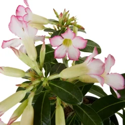 BLOOMIQUE - Adenium obesum - rose du désert - floraison - plantes d'intérieur - pot 13cm - 25-35cm de haut