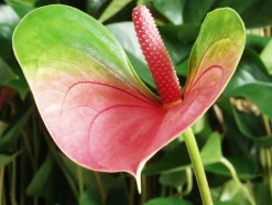 BLOOMIQUE - Anthurium - plante flamant rose - rose - plante d’intérieur - 30-40 cm de haut - pot 12 cm