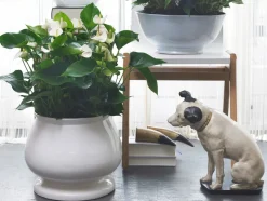 BLOOMIQUE - Anthurium - plante flamant rose - blanc - plante d’intérieur - 30-40 cm de haut - pot 12 cm