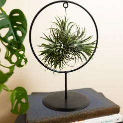 BLOOMIQUE - Bloomique - tillandsia magic ball en anneau - plante aérienne - plante d’intérieur - 30 cm de haut