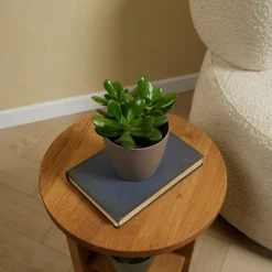 BLOOMIQUE - Crassula ovata arbre magique - plante de jade - plantes d'intérieur - 15-20 cm de haut - pot 12 cm
