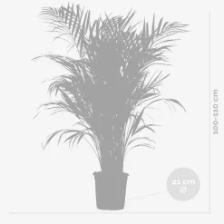 BLOOMIQUE - Dypsis lutescens - palmier areca - plantes d’intérieur - hauteur 100-110 cm - pot 21 cm
