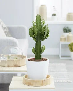 BLOOMIQUE - Euphorbia acrurensis - euphorbe - cactus cowboy - plante cactus - hauteur 60-70 cm - pot 17 cm