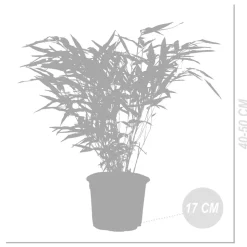 BLOOMIQUE - Fargesia rufa - bambou - non traçant - rustique - persistant - hauteur 40-60 cm - pot 17 cm