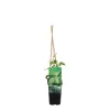 BLOOMIQUE - Humulus lupulus - plante de houblon - pot 15 cm - 70-80 cm de haut