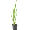 BLOOMIQUE - Iris pseudacorus - iris jaune - plantes de bassin - plantes aquatiques - hauteur 20-30 cm - pot 9 cm