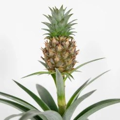 BLOOMIQUE - Lot de 2 - ananas mi amigo - plante ananas - plante anti-ronflement - 30-40 cm de haut - pot 12 cm